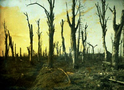 Trees Destroyed During Battle, Chaulnes, Somme, France by Fernand Cuville